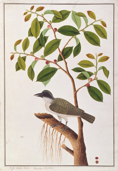 Grote Houtklauwier, uit Tekeningen van Vogels uit Malakka, c.1805-18 door Chinese School